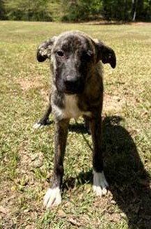 Joella, Adoptable, Puppy Female Dutch Shepherd & Plott Hound.