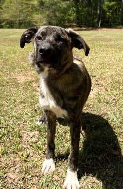 Enlarge Joella, a Adoptable mixed breed in Attalla, AL image 2/3