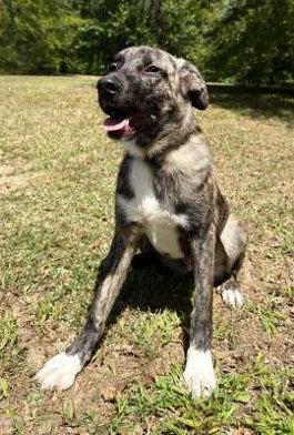 Enlarge Joella, a Adoptable mixed breed in Attalla, AL image 3/3