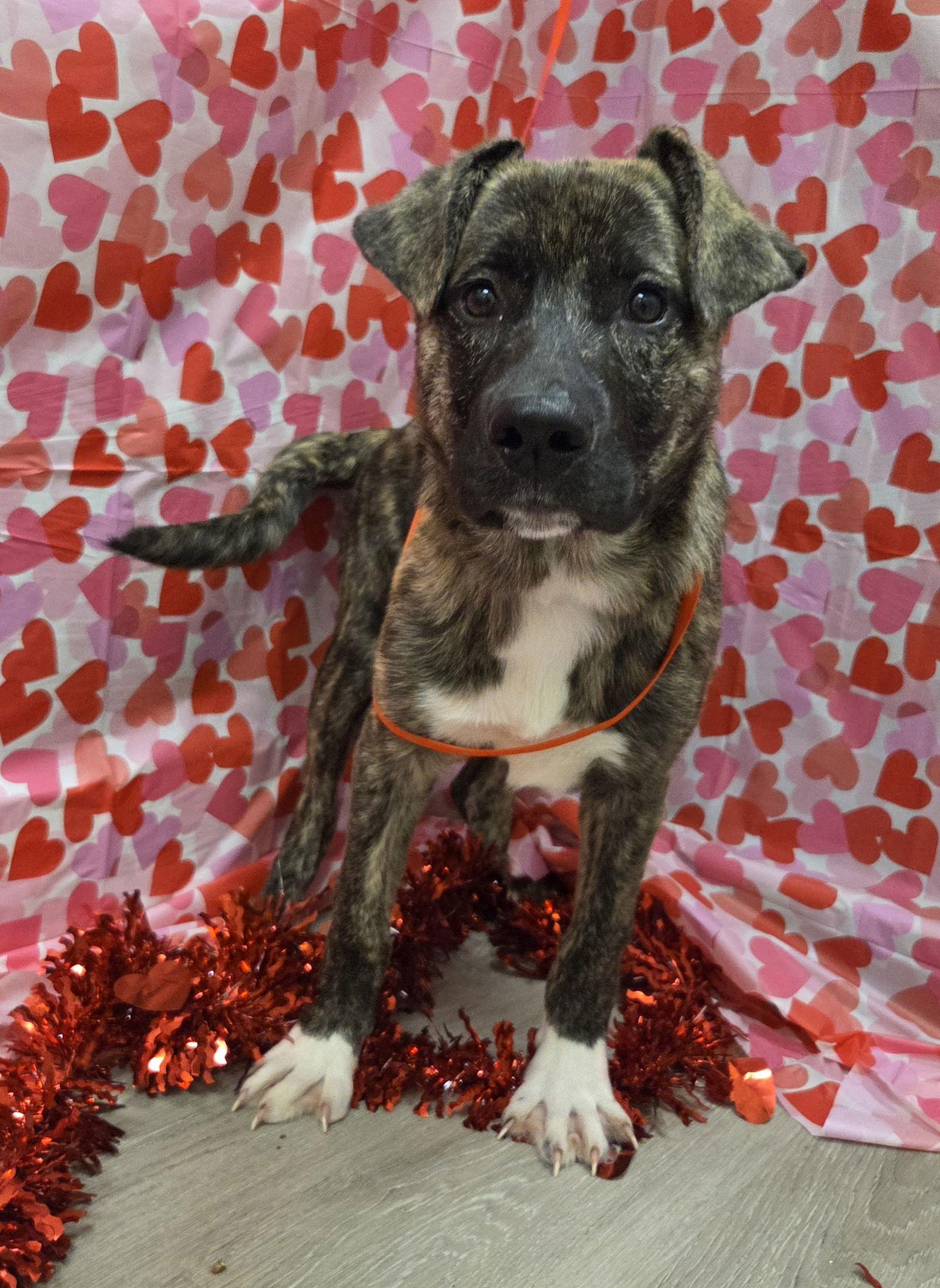 Enlarge Joella, a Adoptable mixed breed in Attalla, AL image 2/3