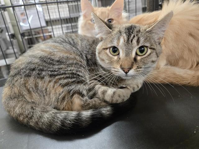 SABRINA, Adoptable, Young Female Domestic Short Hair.