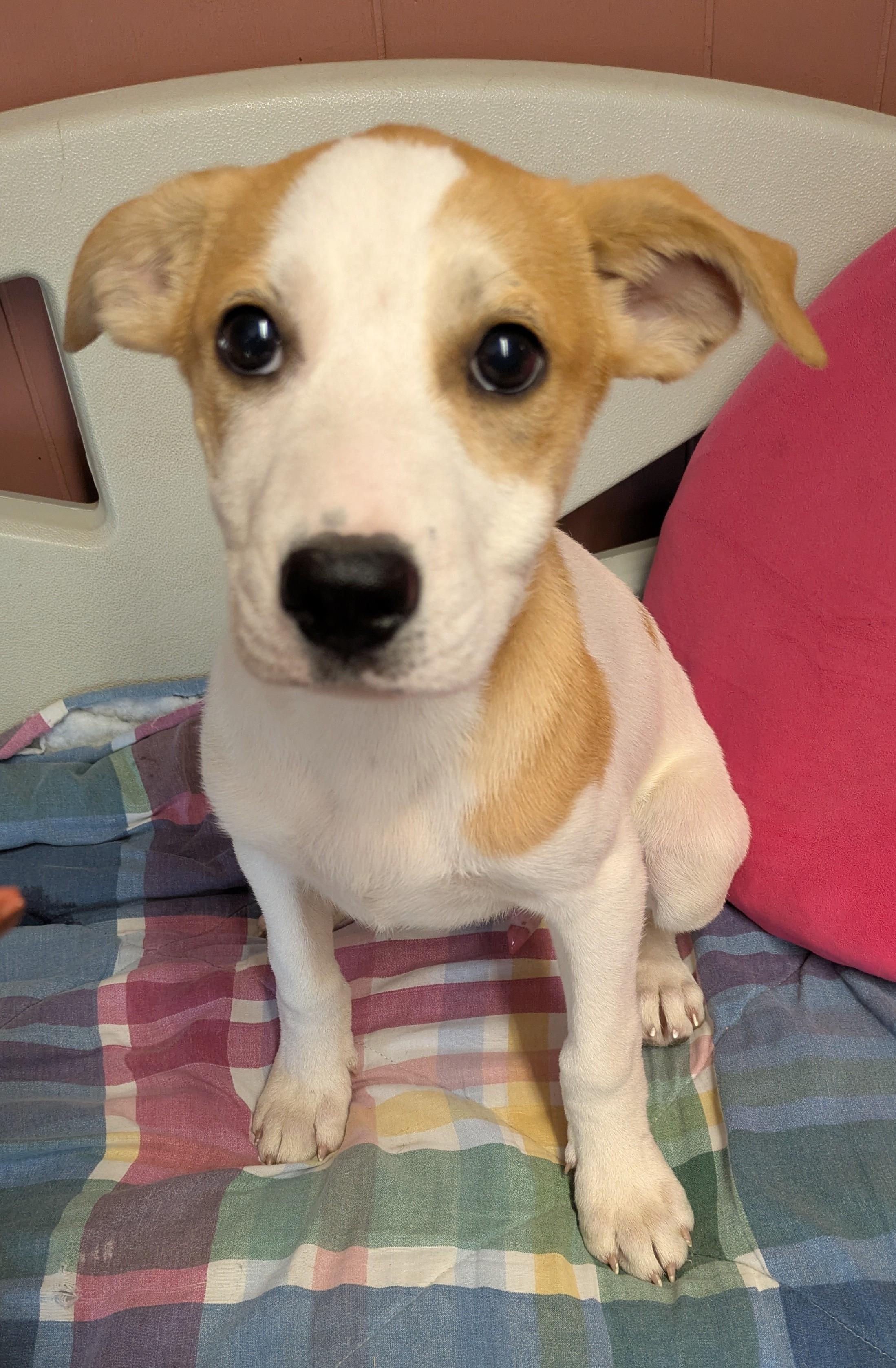 Enlarge CHIP and DALE, a ADOPTABLE mixed breed in Lebanon, TN image 3/4