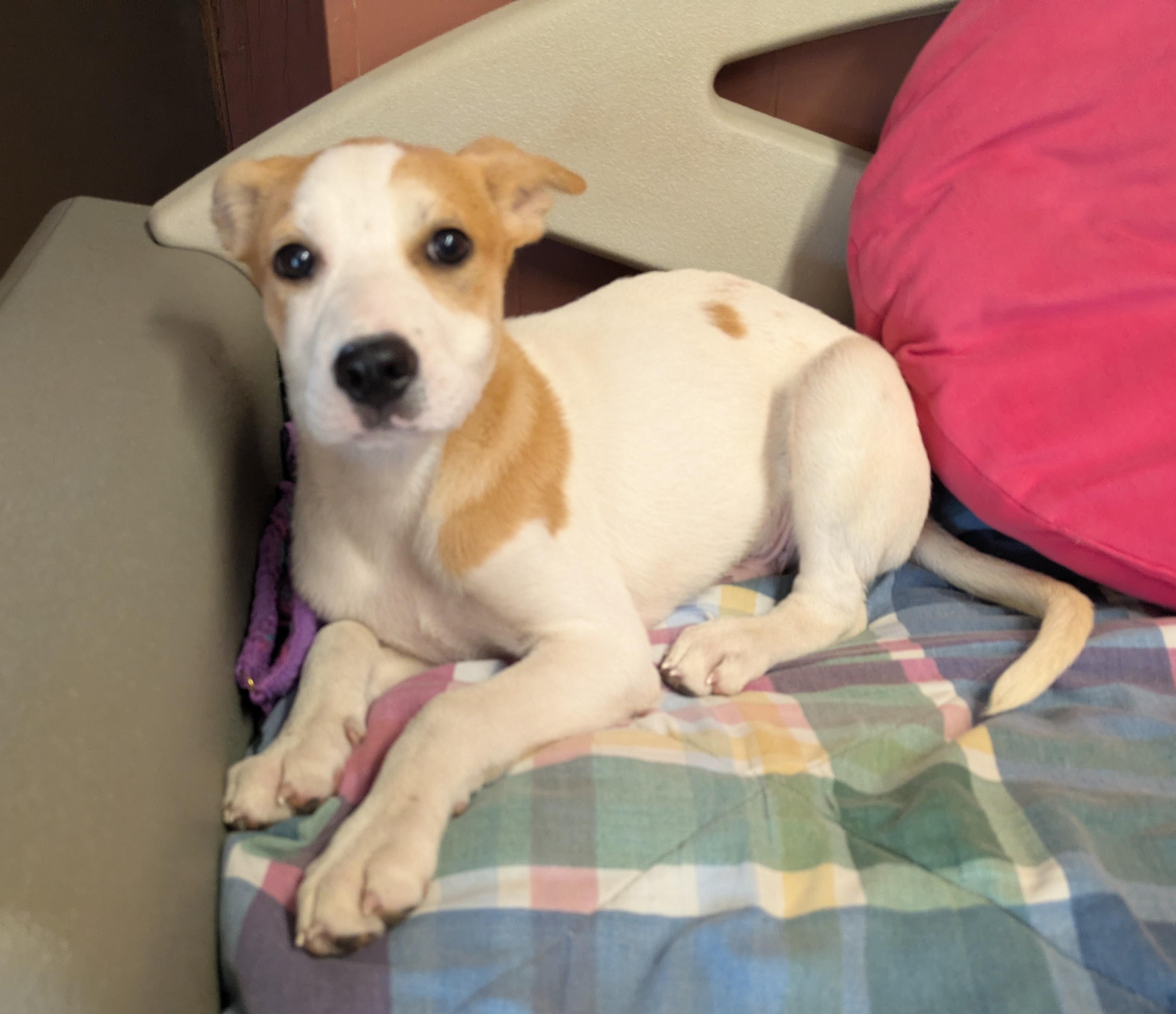 CHIP and DALE, ADOPTABLE, Puppy Male Labrador Retriever & Pit Bull Terrier.