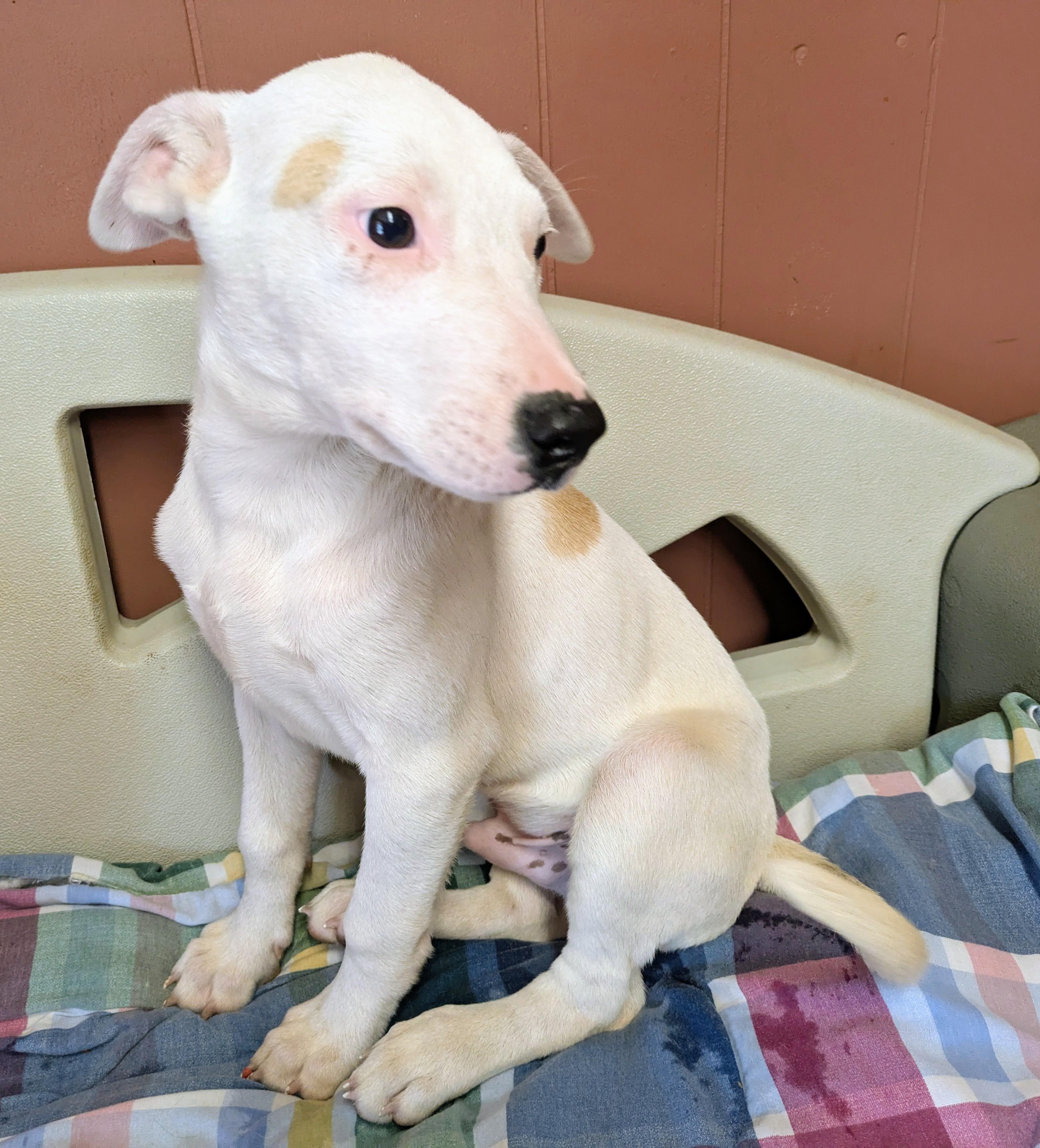 Enlarge CHIP and DALE, a ADOPTABLE mixed breed in Lebanon, TN image 4/4