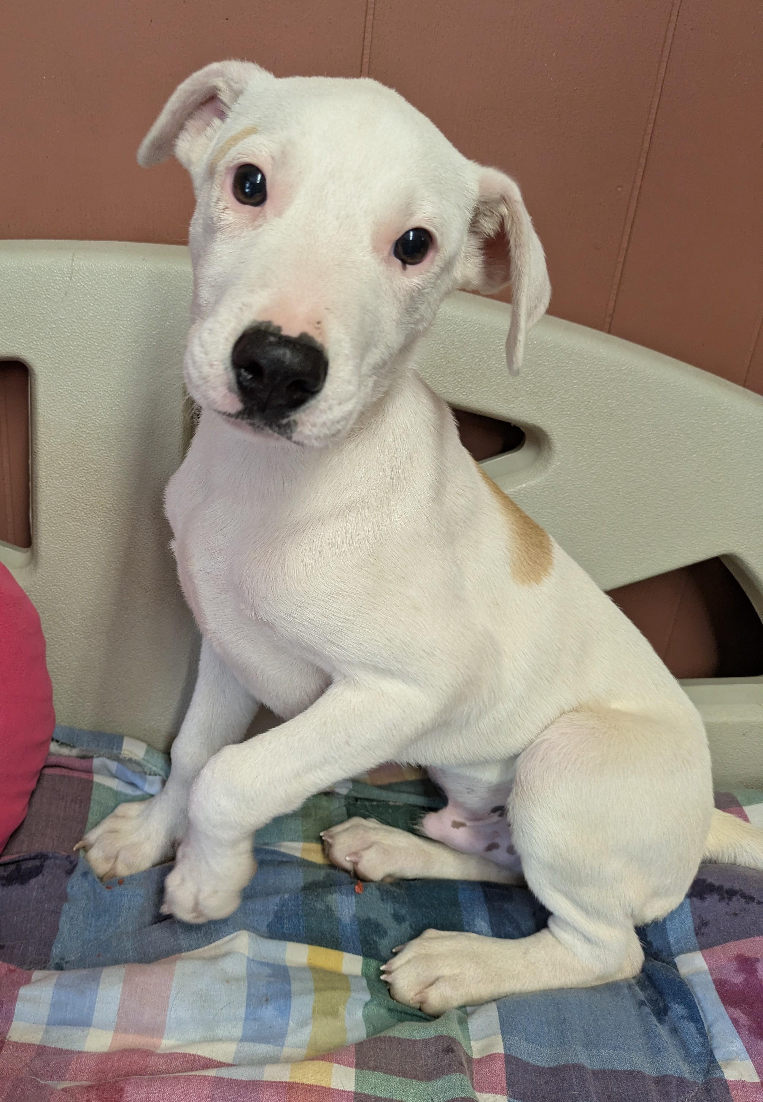 Enlarge CHIP and DALE, a ADOPTABLE mixed breed in Lebanon, TN image 2/4