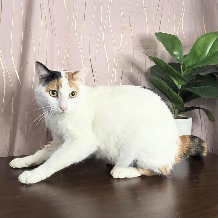 Enlarge Eggnog, a Adoptable Calico in Enfield, CT image 3/3