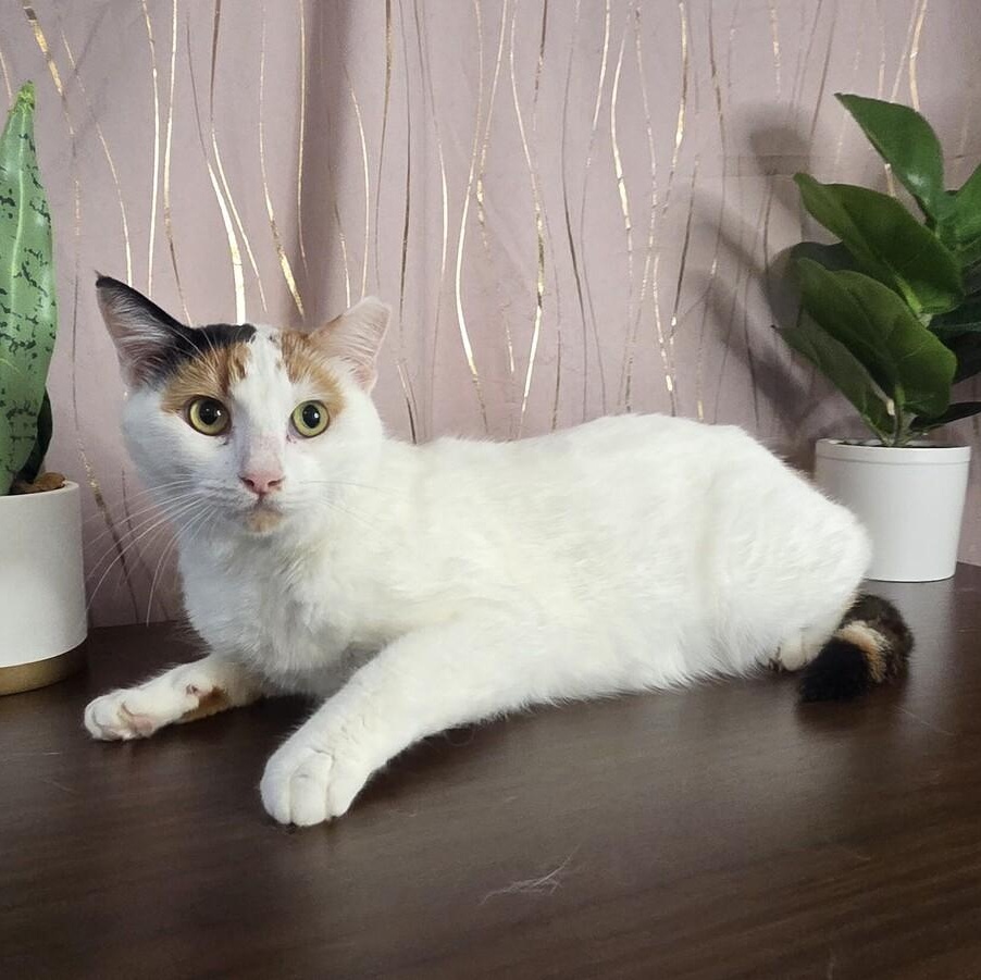 Eggnog, Adoptable, Young Female Calico.
