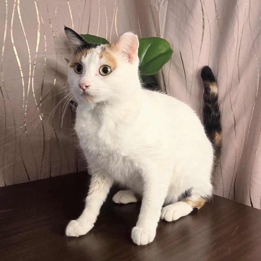 Enlarge Eggnog, a Adoptable Calico in Enfield, CT image 2/3