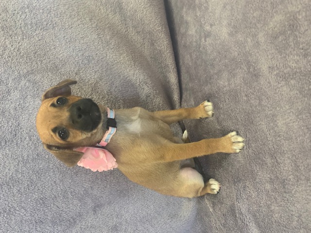Ruby, Baby Female Terrier