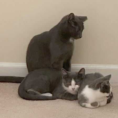 Meredith, Adoptable, Young Female Domestic Short Hair.