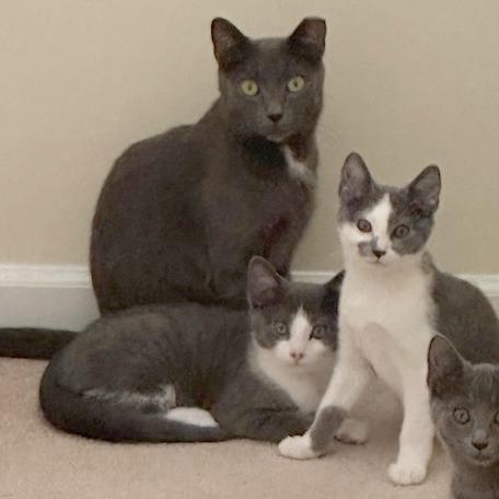 Enlarge Meredith, a Adoptable Domestic Short Hair in Medina, OH image 2/4