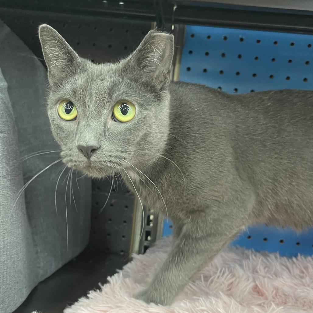 Enlarge Meredith, a Adoptable Domestic Short Hair in Medina, OH image 3/4
