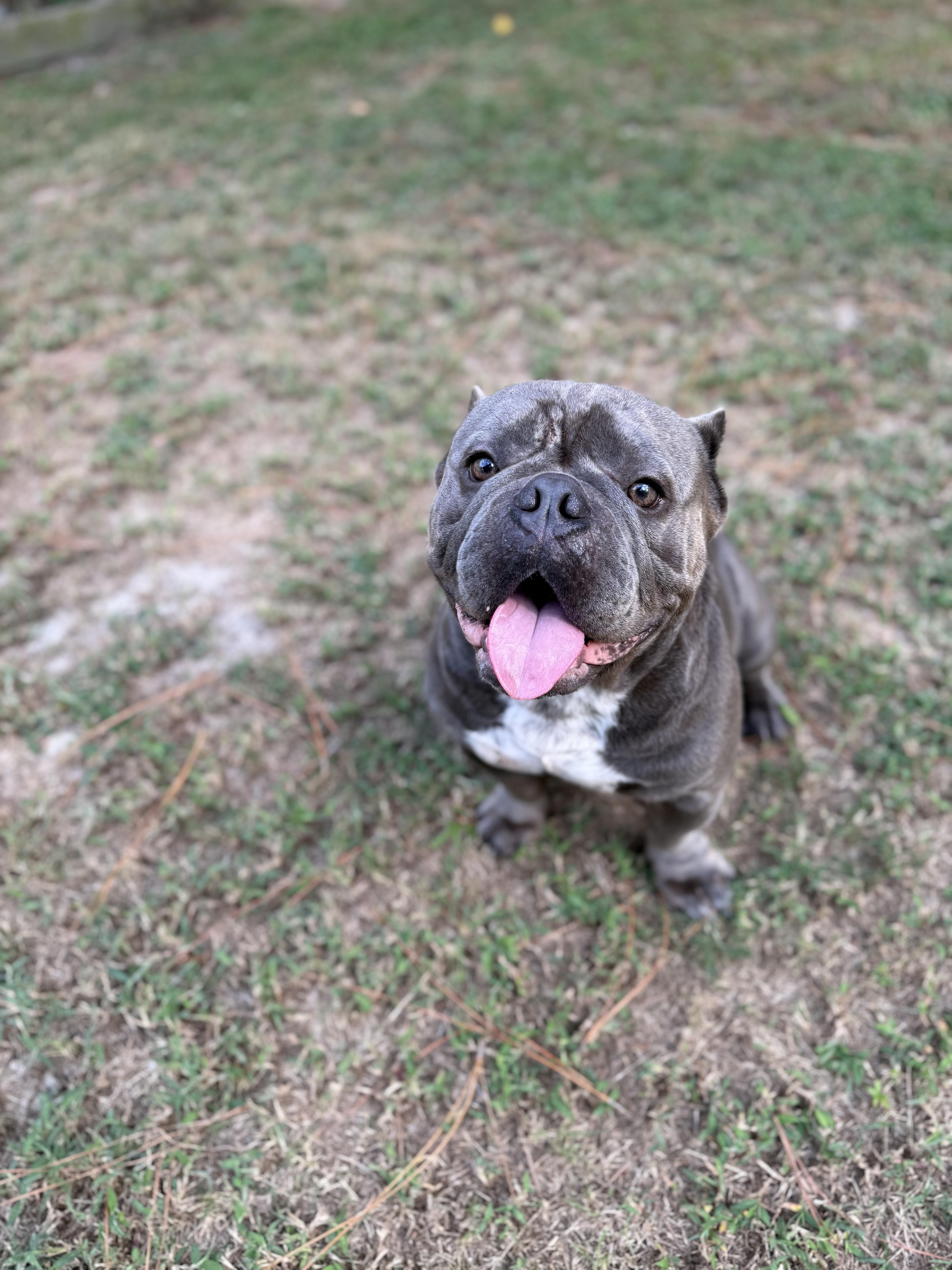 Enlarge Tuna, an adopted English Bulldog in Southern Pines, NC image 1/1