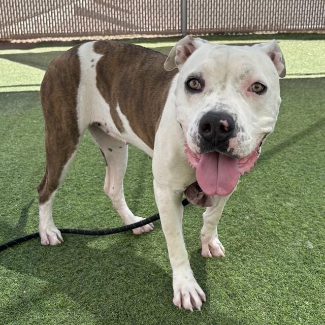Enlarge HOPE, a Adoptable Pit Bull Terrier in Phoenix, AZ image 1/1