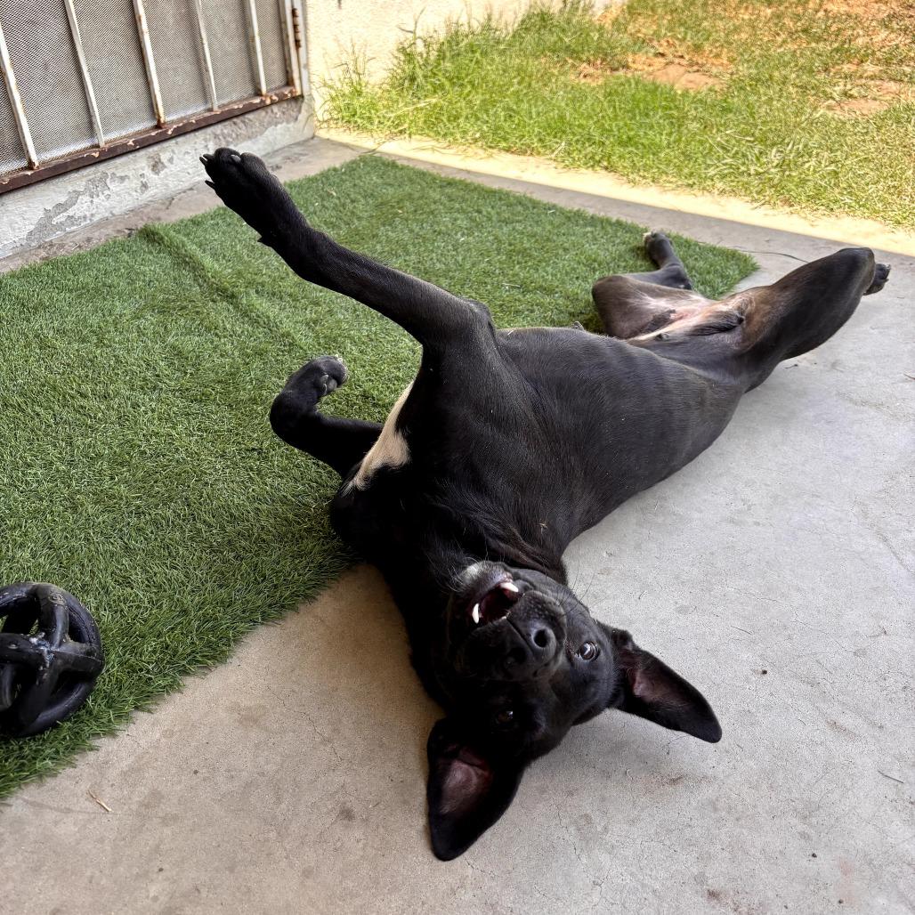 Enlarge Cali, a ADOPTABLE mixed breed in Santa Monica, CA image 2/5