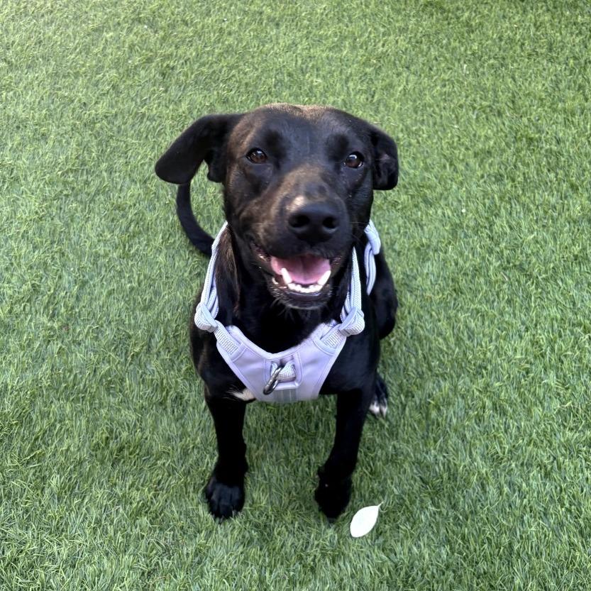 Cali, ADOPTABLE, Young Female Black Labrador Retriever.