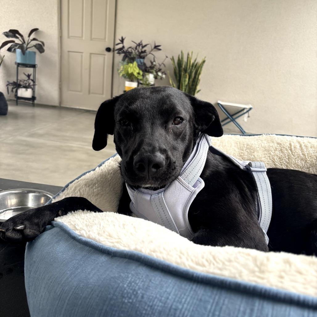 Enlarge Cali, a ADOPTABLE mixed breed in Santa Monica, CA image 3/5