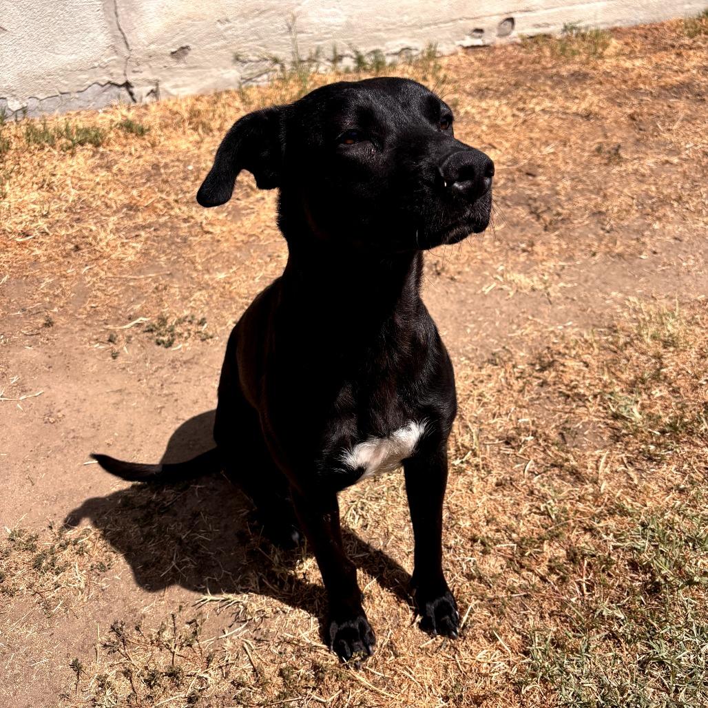 Enlarge Cali, a ADOPTABLE mixed breed in Santa Monica, CA image 5/5