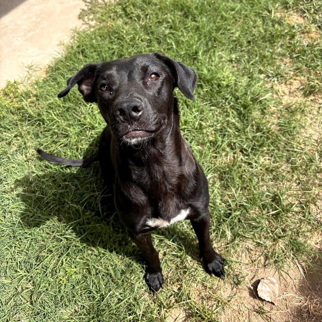 Enlarge Cali, a ADOPTABLE mixed breed in Santa Monica, CA image 4/5