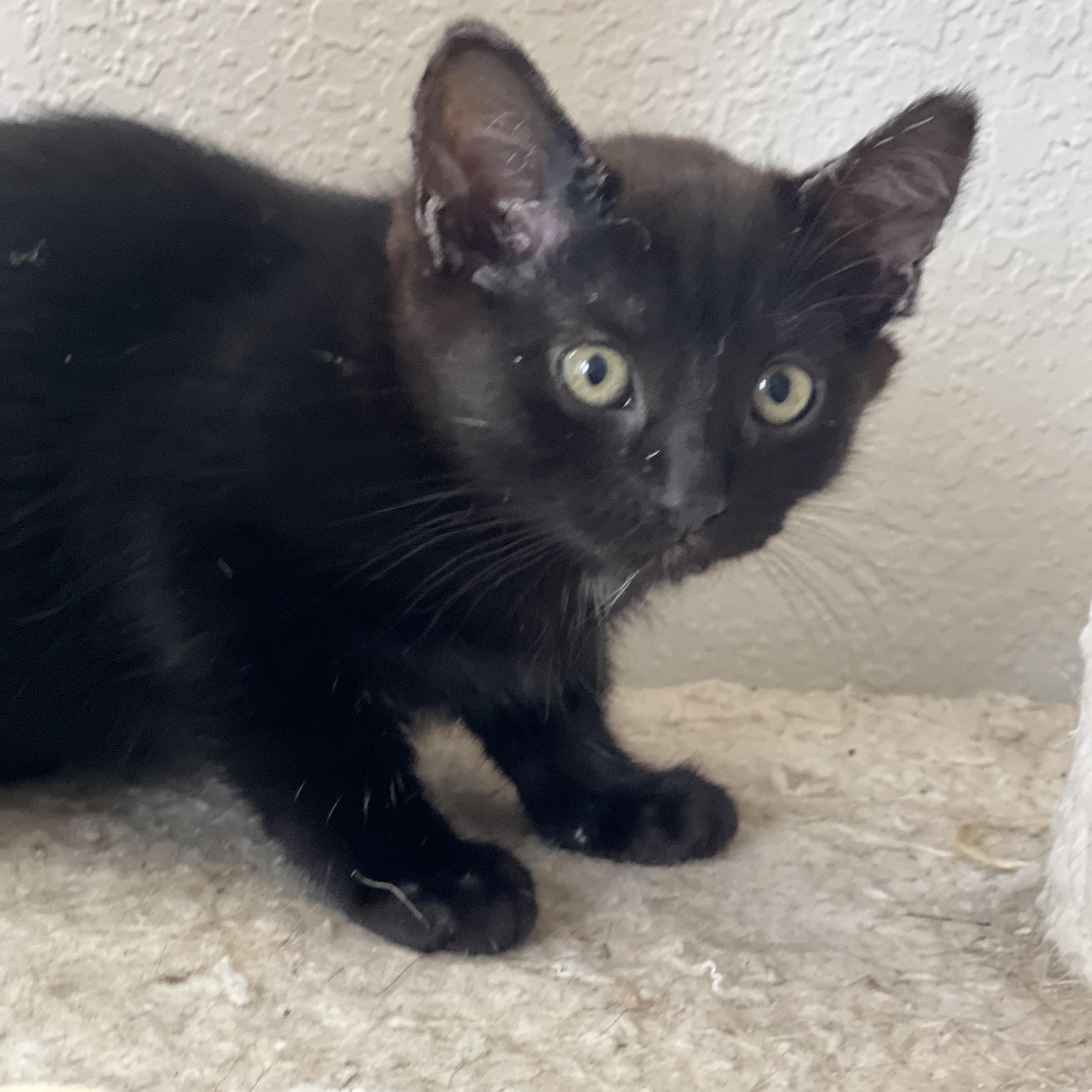 Paprika, an adoptable Domestic Short Hair in Anchorage, AK, 99518 | Photo Image 3