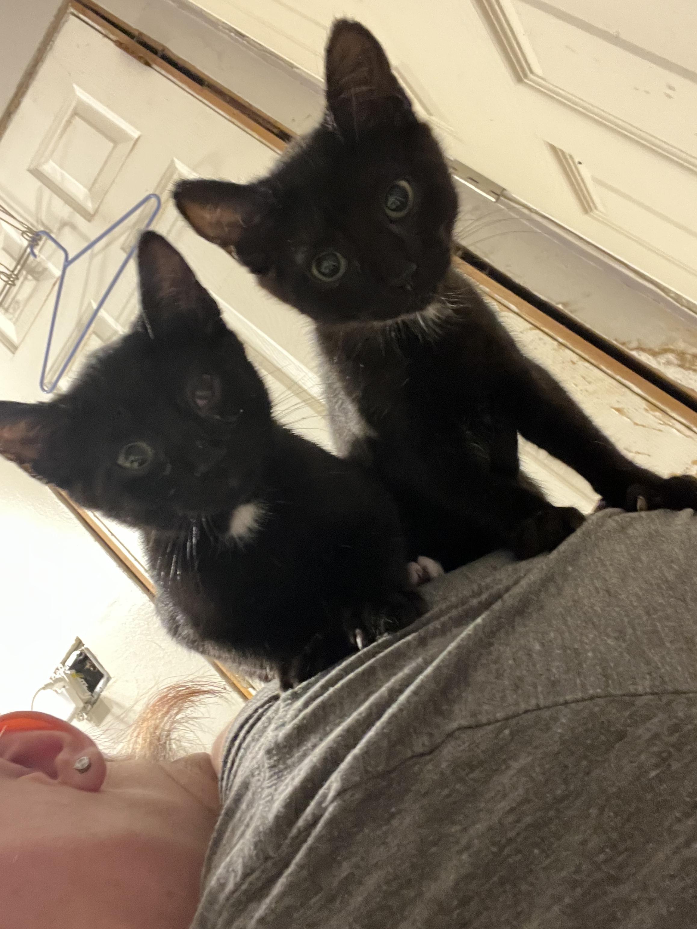 Paprika, Adoptable, Kitten Female Domestic Short Hair.