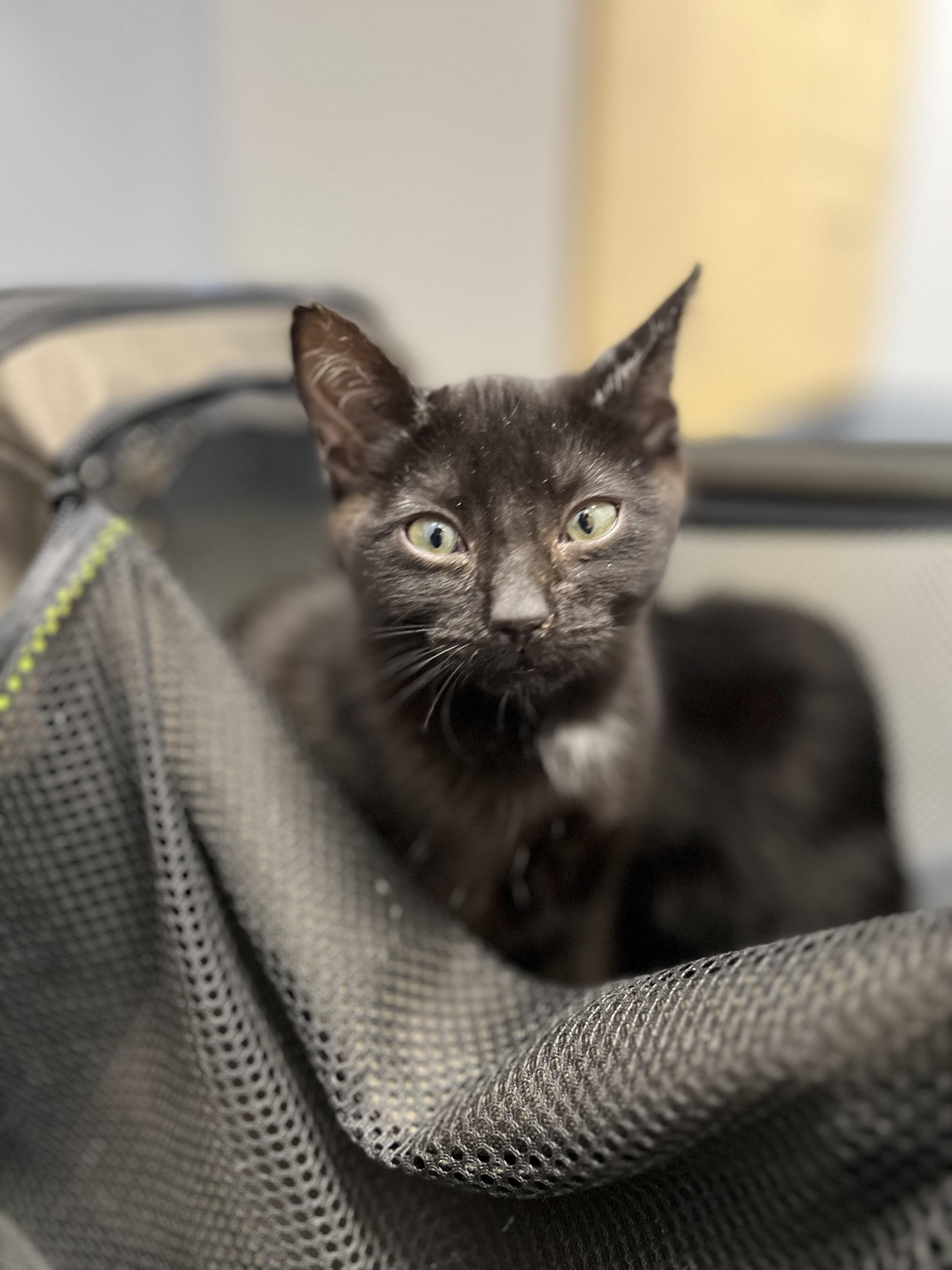 Paprika, a Adoptable mixed breed in Anchorage, AK image 1/8