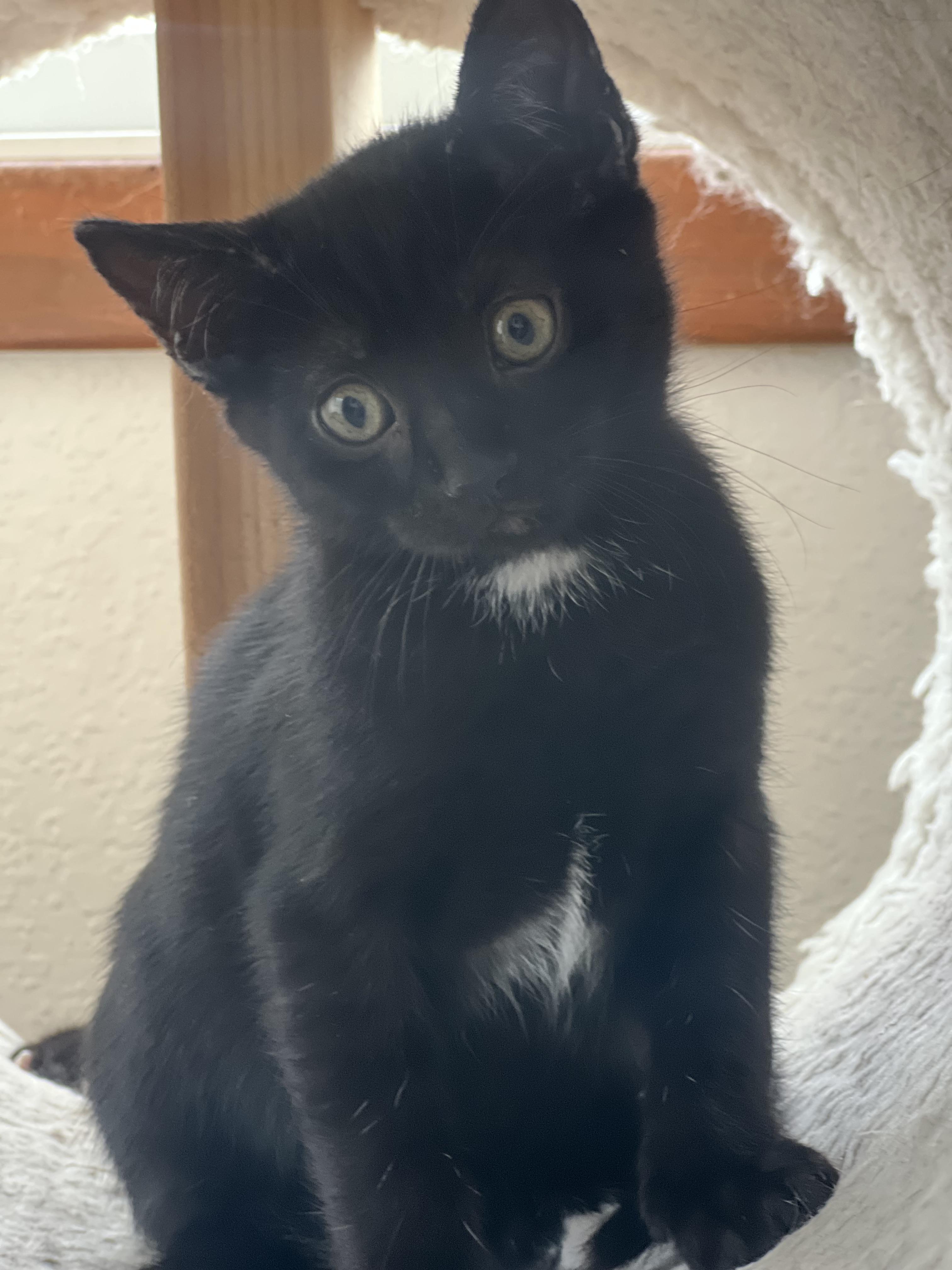 Paprika, a Adoptable mixed breed in Anchorage, AK image 2/8