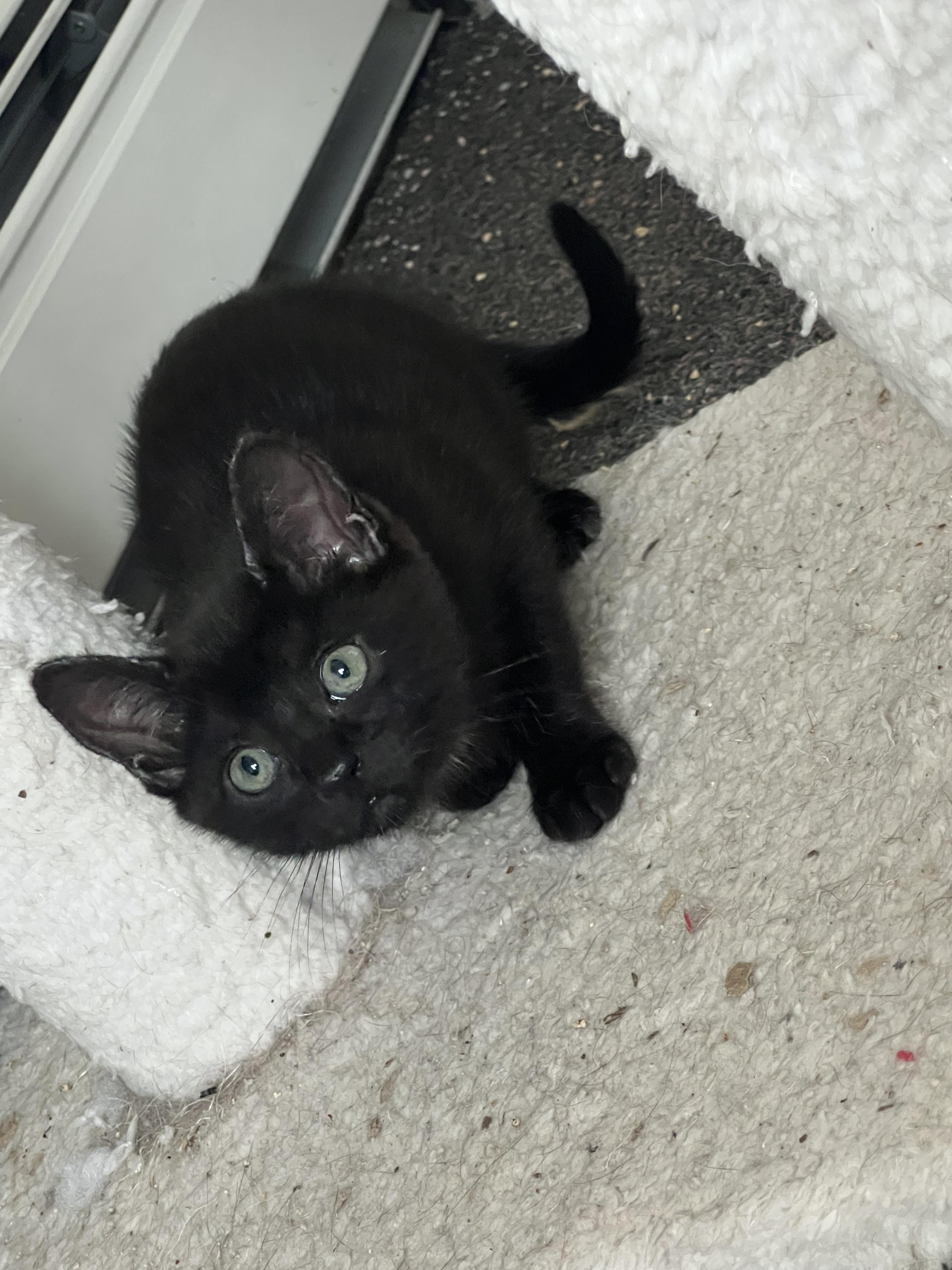 Paprika, a Adoptable mixed breed in Anchorage, AK image 3/8