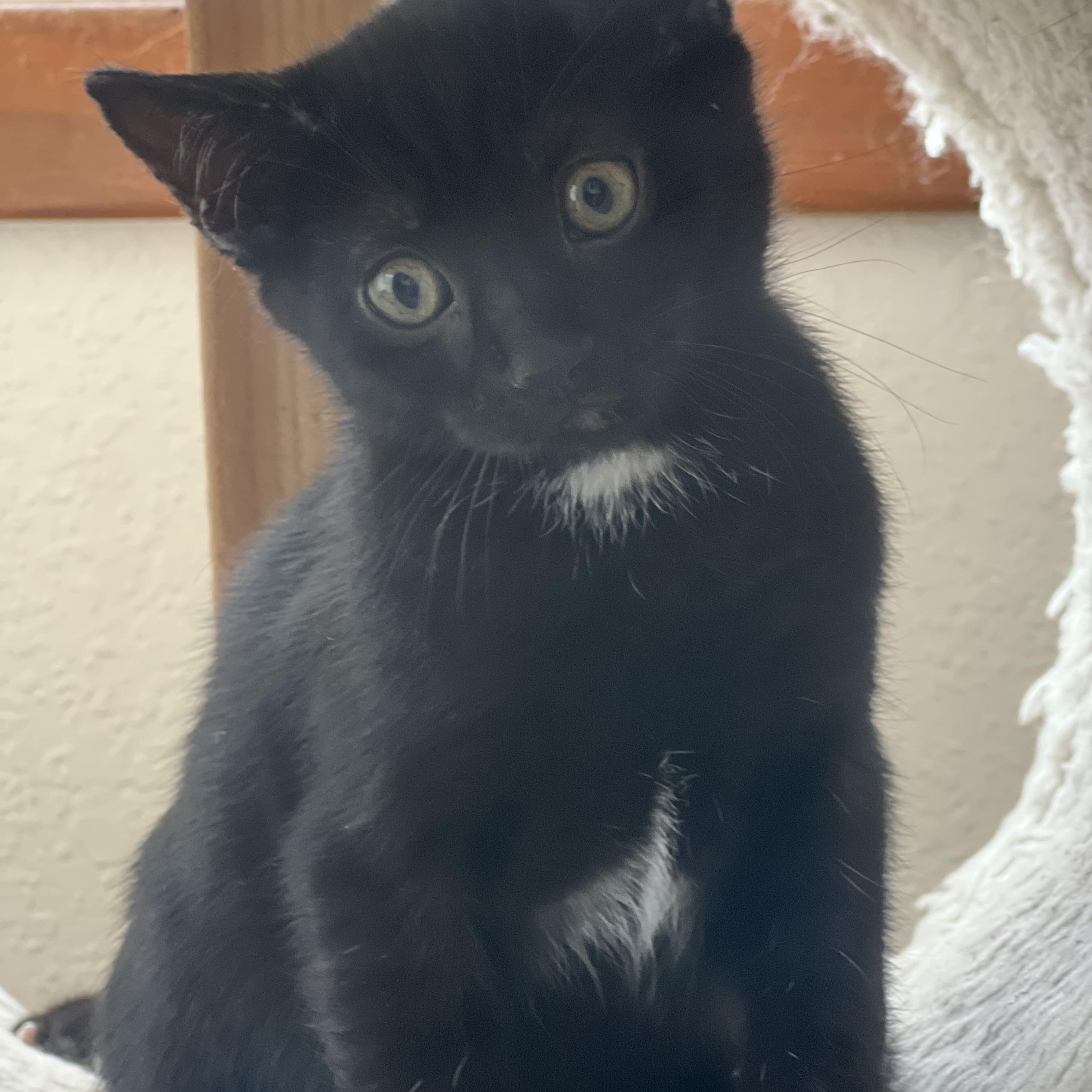 Paprika, a Adoptable mixed breed in Anchorage, AK image 4/8