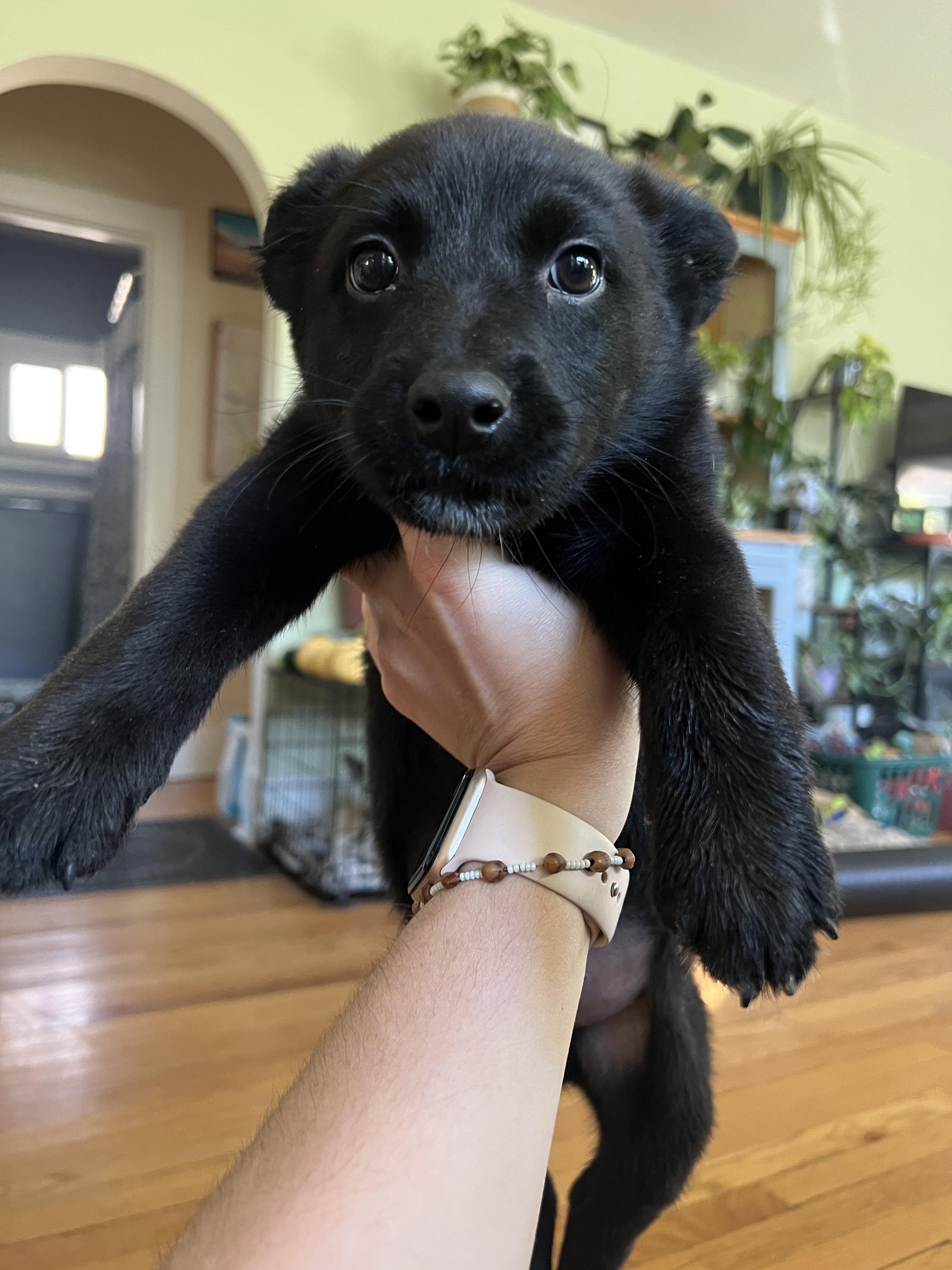 Enlarge Wi$h Li$t, a ADOPTABLE mixed breed in Fort Collins, CO image 1/3