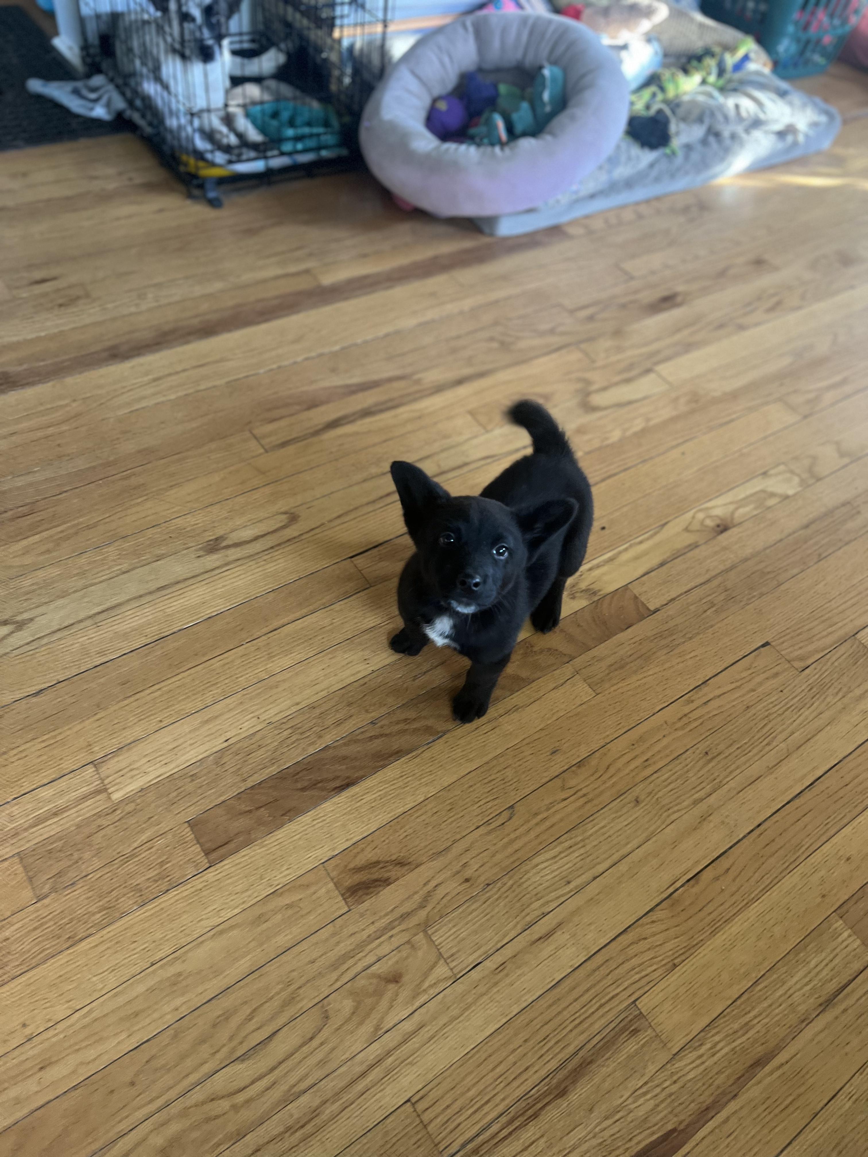 Enlarge Wi$h Li$t, a ADOPTABLE mixed breed in Fort Collins, CO image 2/3