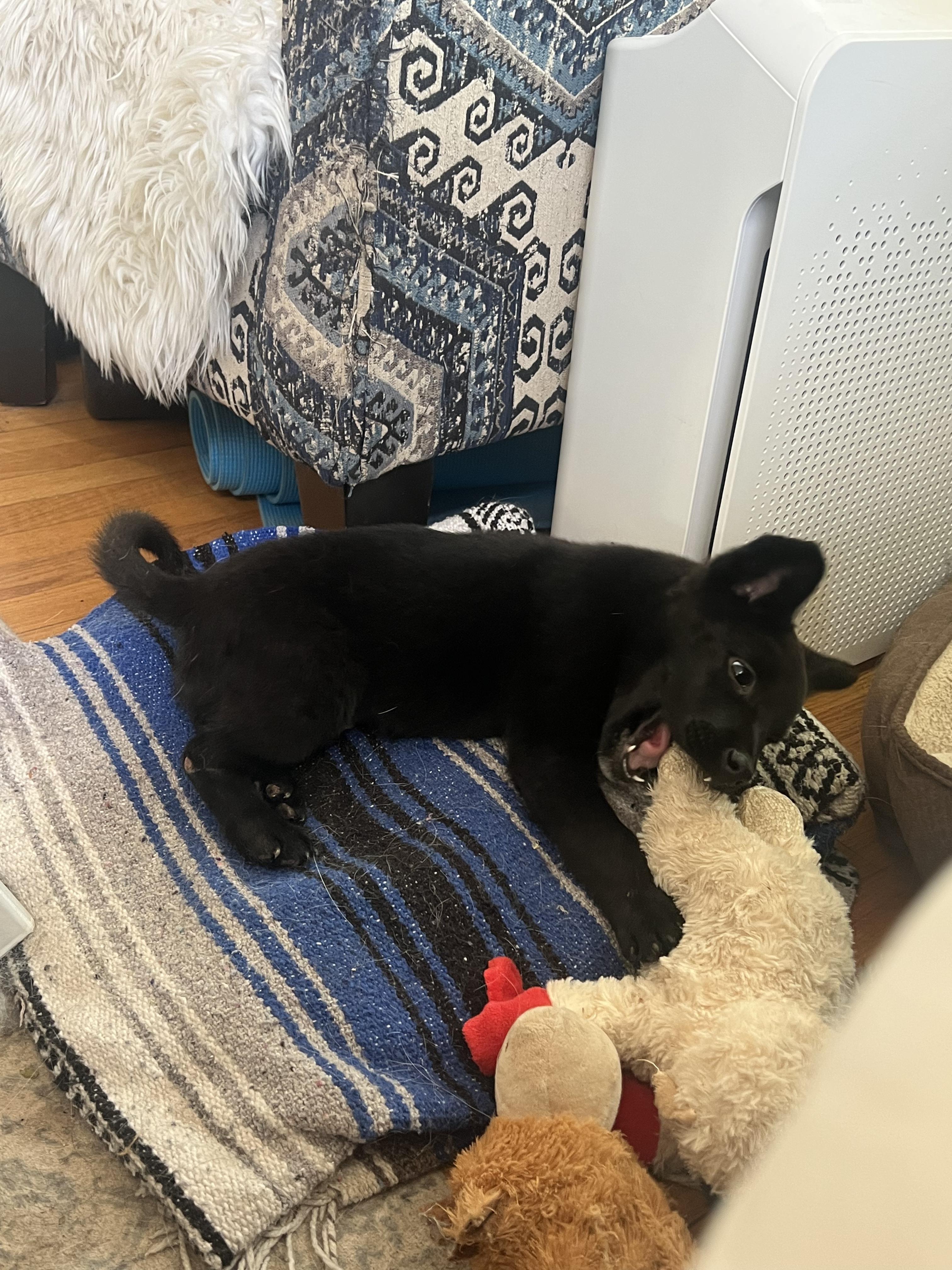 Enlarge Wi$h Li$t, a ADOPTABLE mixed breed in Fort Collins, CO image 3/3