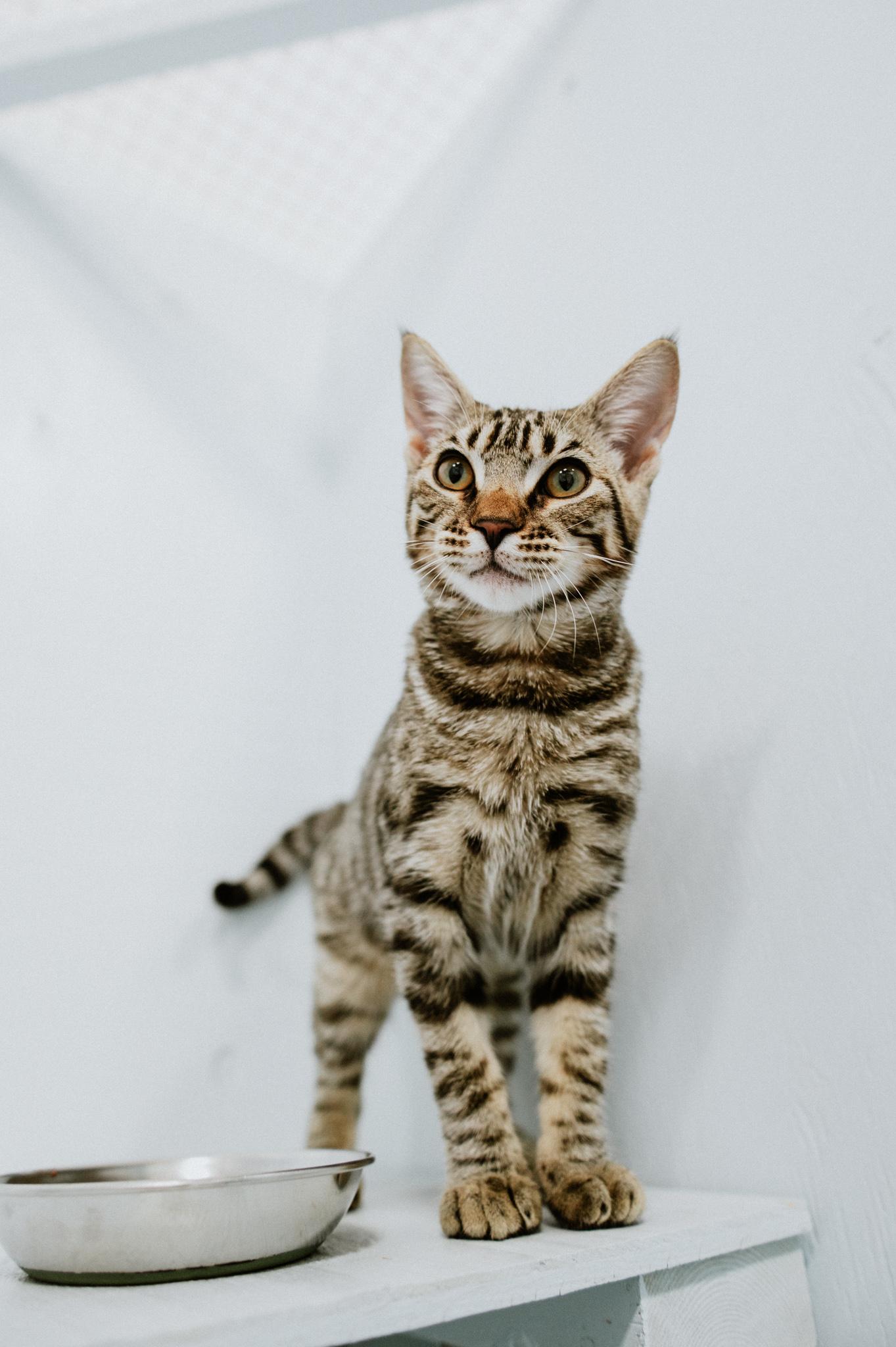 Enlarge Loli, a ADOPTABLE Domestic Short Hair in Mission, BC image 2/6