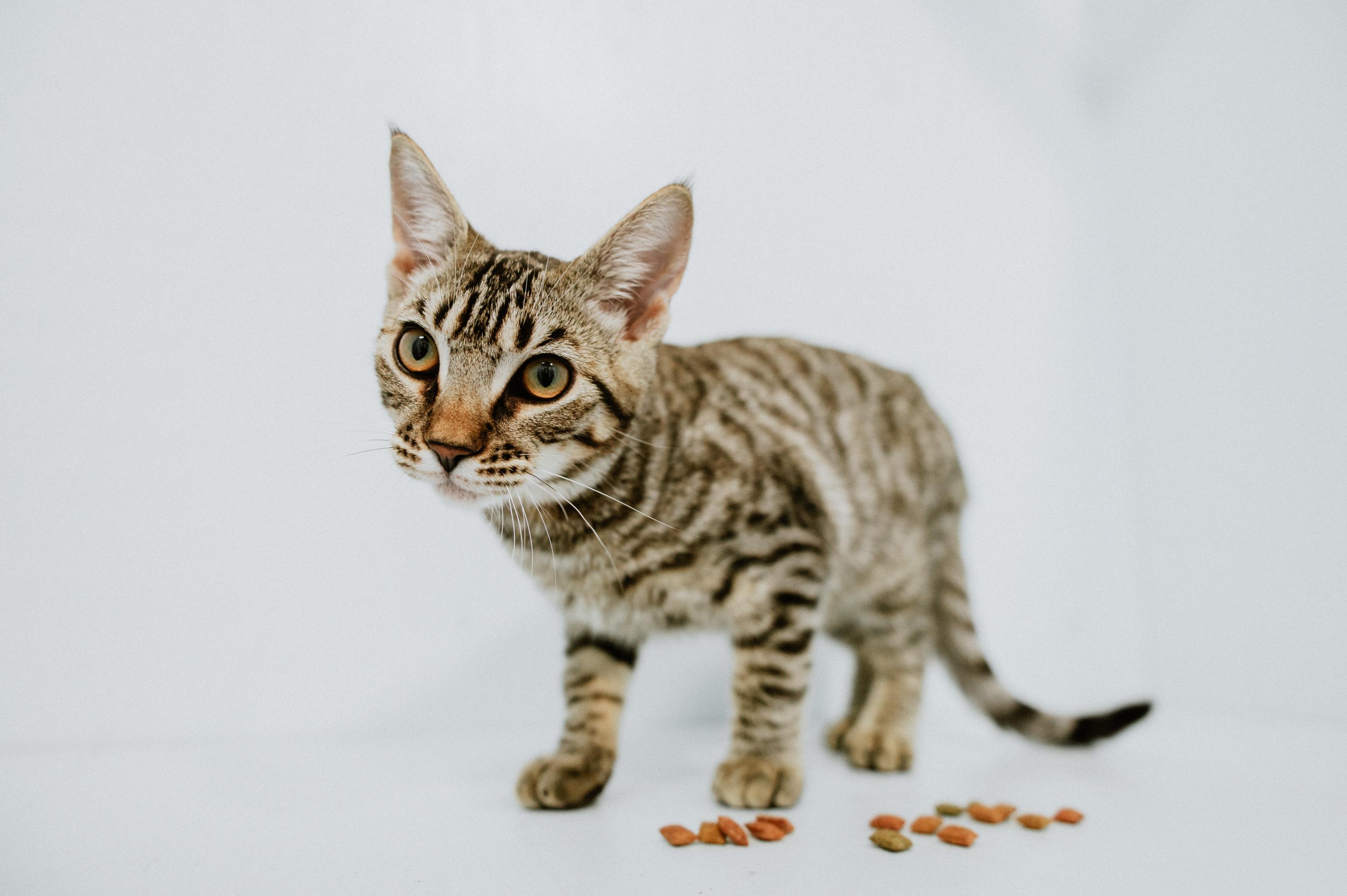 Loli, ADOPTABLE, Young Female Domestic Short Hair.