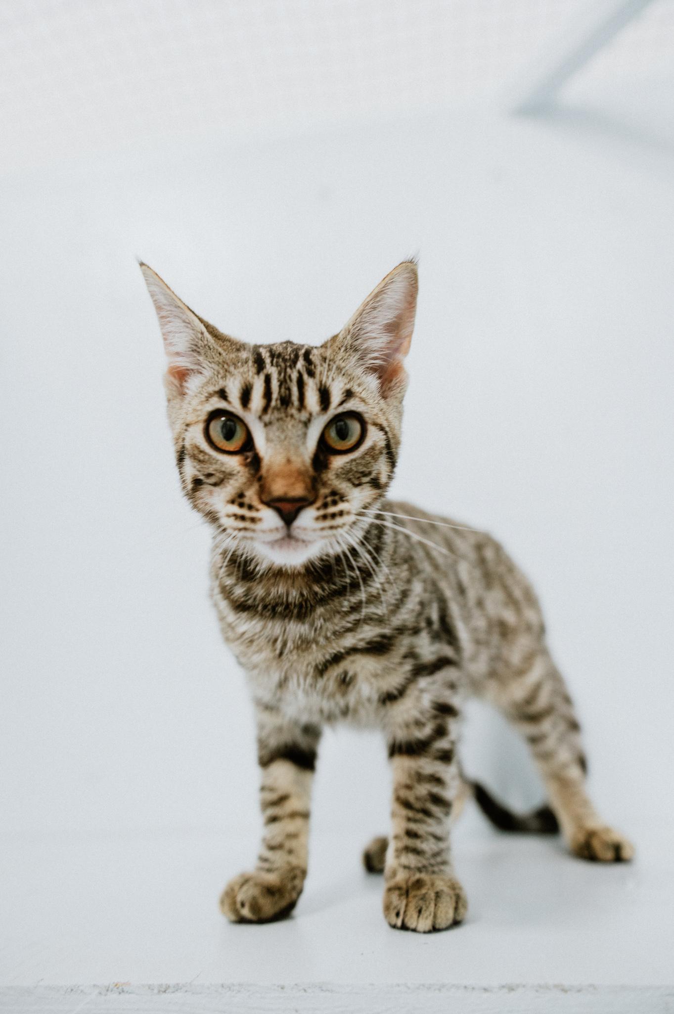 Enlarge Loli, a ADOPTABLE Domestic Short Hair in Mission, BC image 6/6