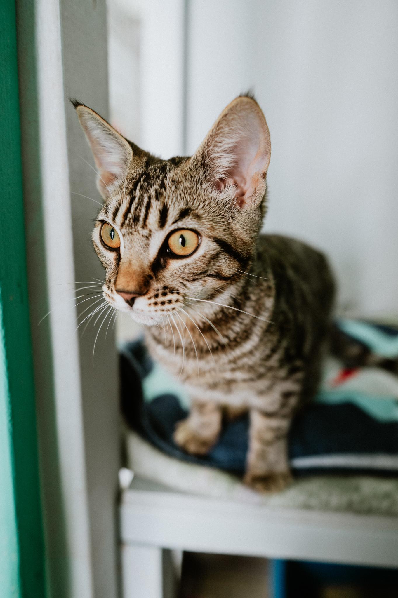 Enlarge Loli, a ADOPTABLE Domestic Short Hair in Mission, BC image 5/6