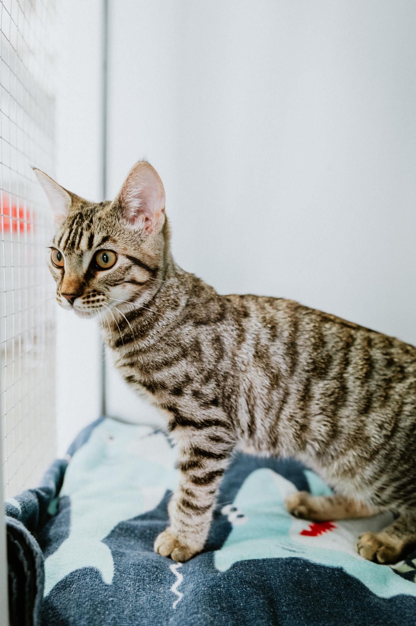 Enlarge Loli, a ADOPTABLE Domestic Short Hair in Mission, BC image 4/6