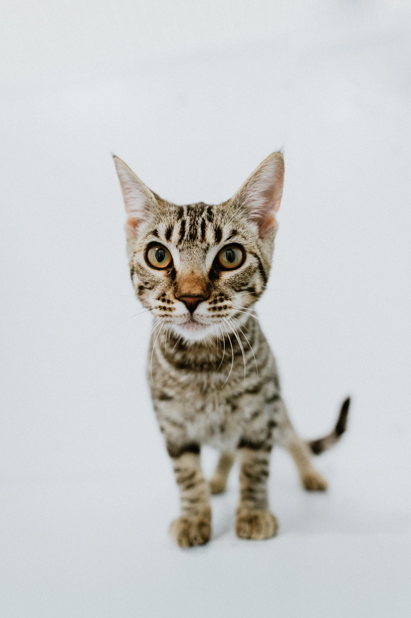Enlarge Loli, a ADOPTABLE Domestic Short Hair in Mission, BC image 3/6