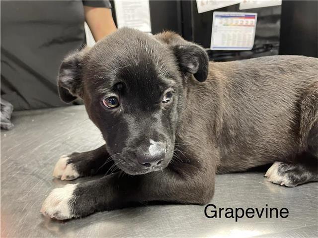 Enlarge GRAPEVINE, a Adoptable German Wirehaired Pointer in Sugar Land, TX image 1/1