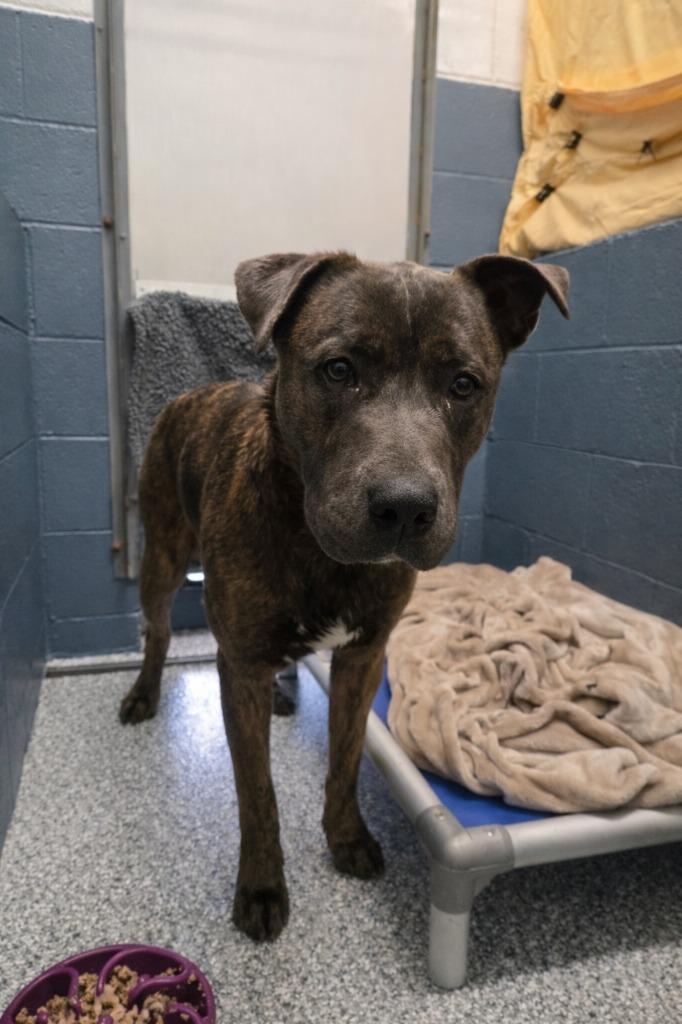 Enlarge Ares, a Adoptable mixed breed in Grants Pass, OR image 1/6