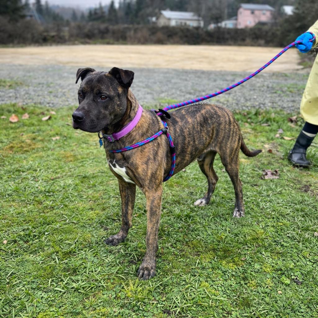 Enlarge Ares, a Adoptable mixed breed in Grants Pass, OR image 3/6