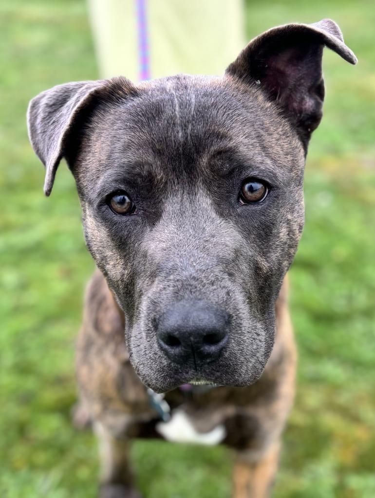 Enlarge Ares, a Adoptable mixed breed in Grants Pass, OR image 4/6