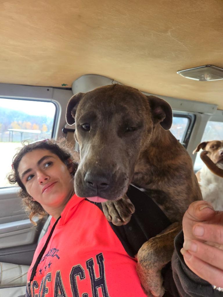 Enlarge Ares, a Adoptable mixed breed in Grants Pass, OR image 5/6