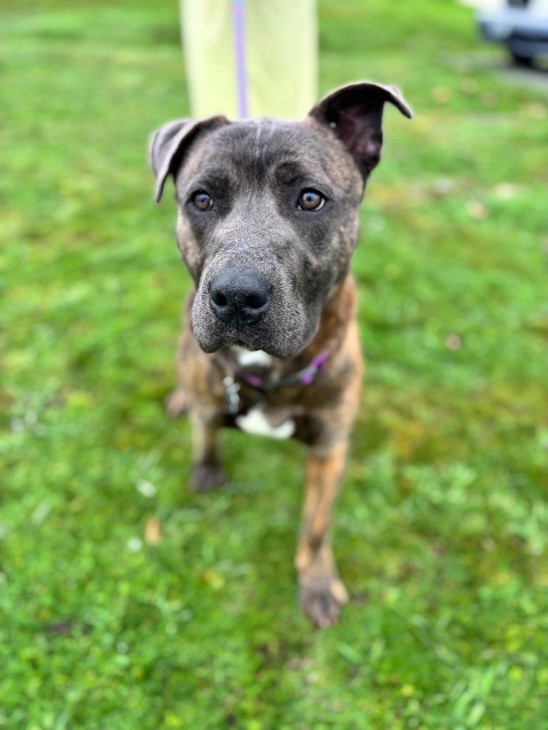 Enlarge Ares, a Adoptable mixed breed in Grants Pass, OR image 6/6