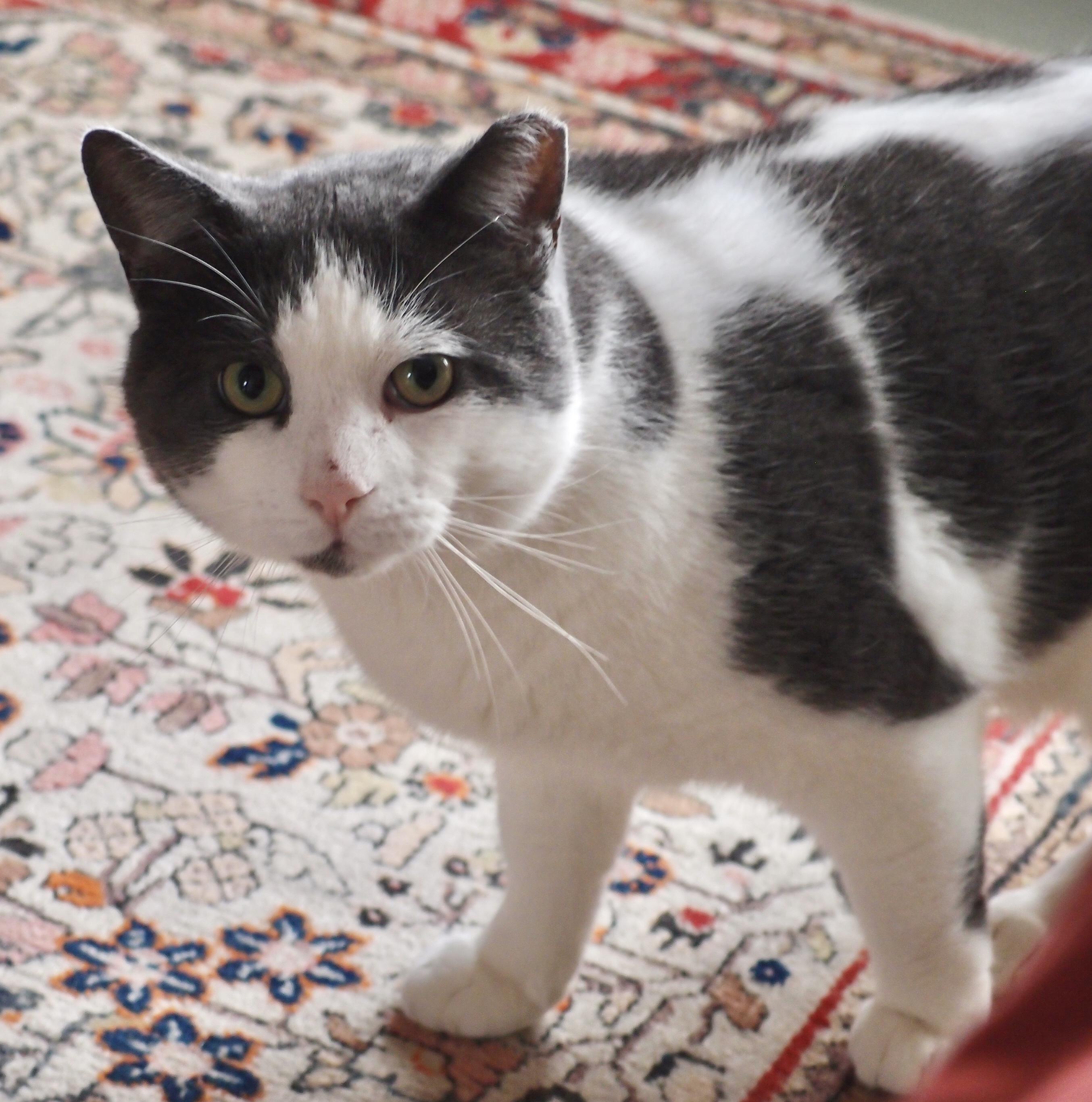 Enlarge Buster *FIV+ solo kitty, a ADOPTABLE Domestic Short Hair in Toronto, ON image 3/6