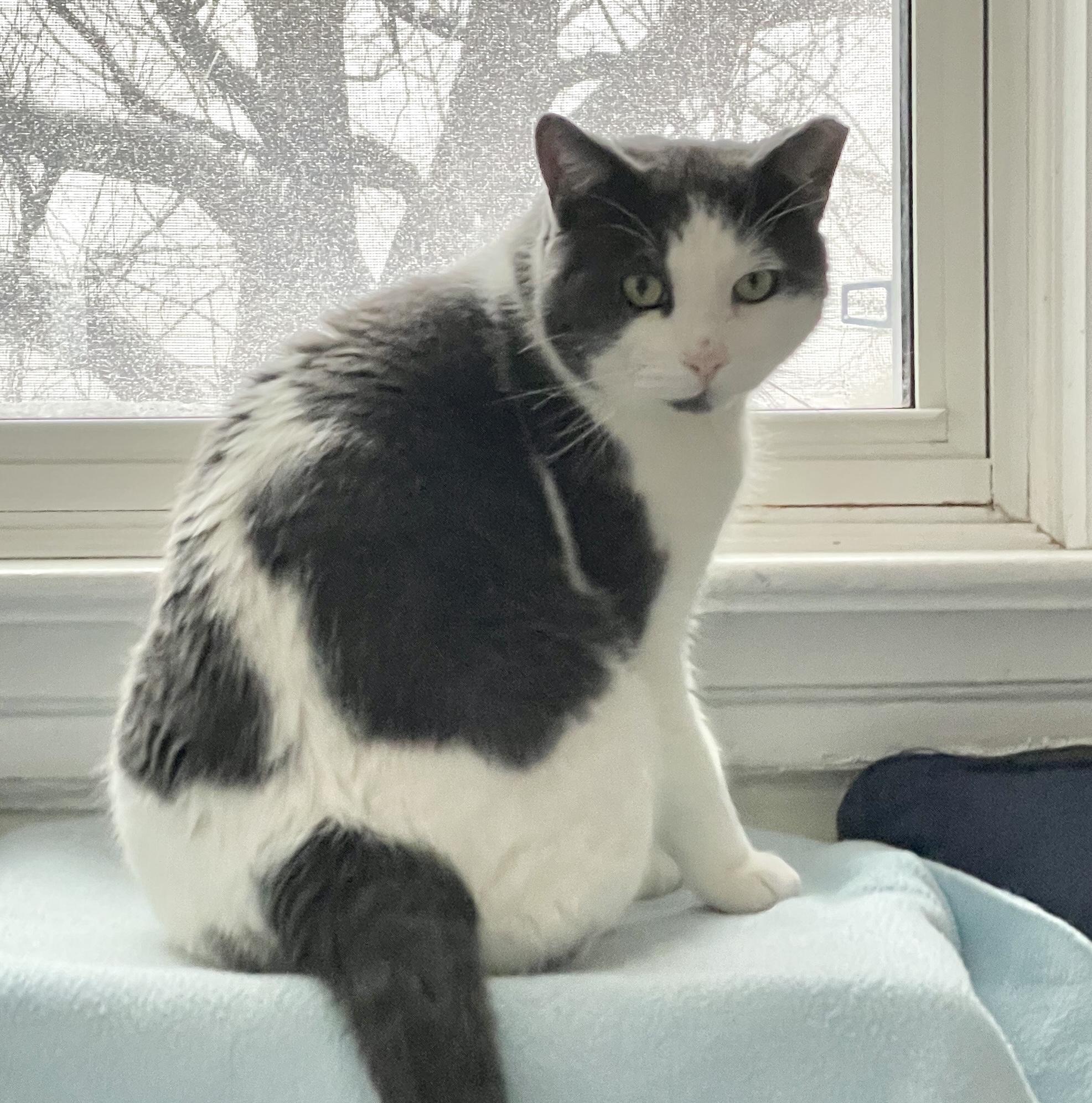Enlarge Buster *FIV+ solo kitty, a ADOPTABLE Domestic Short Hair in Toronto, ON image 1/6