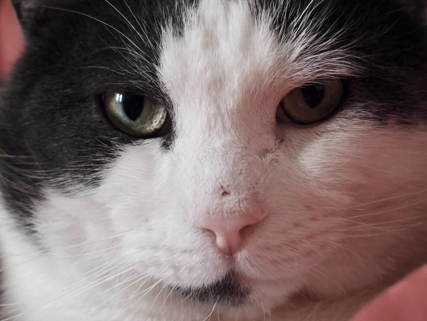 Buster *FIV+ solo kitty — thumbnail 3