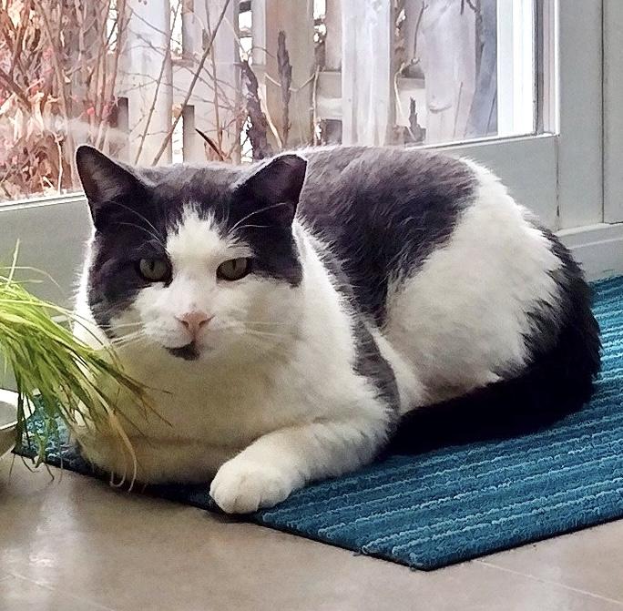 Enlarge Buster *FIV+ solo kitty, a ADOPTABLE Domestic Short Hair in Toronto, ON image 4/6