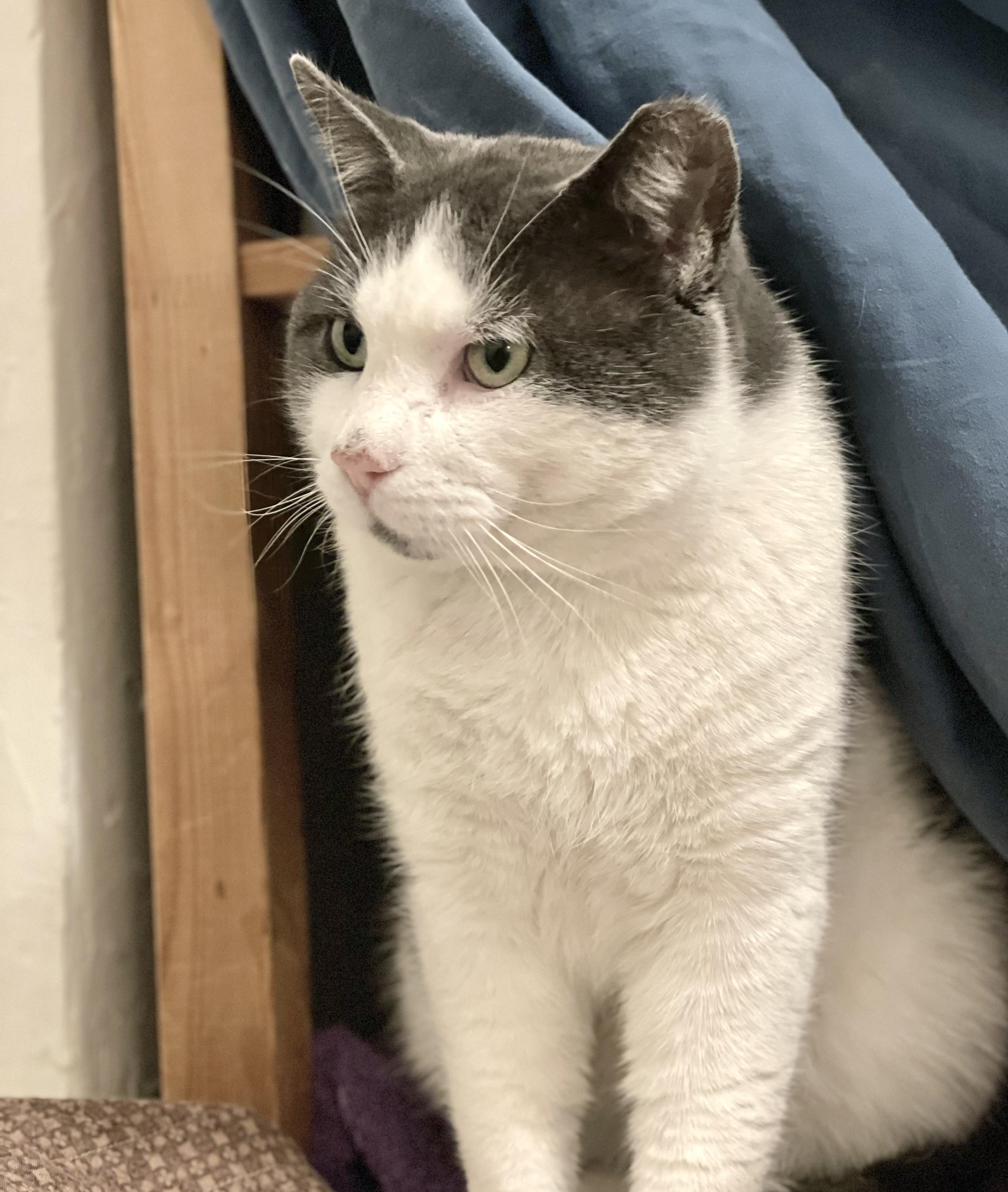 Enlarge Buster *FIV+ solo kitty, a ADOPTABLE Domestic Short Hair in Toronto, ON image 6/6