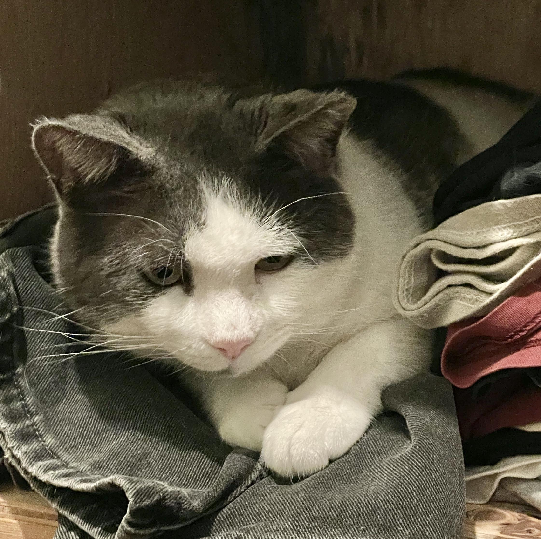 Enlarge Buster *FIV+ solo kitty, a ADOPTABLE Domestic Short Hair in Toronto, ON image 5/6